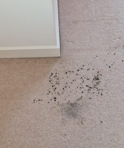 before stain carpet cleaning - Skyline Cleaning before stain carpet cleaning - Skyline Cleaning